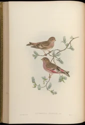 Erythrospiza incarnata = Bucanetes mongolicus [2]